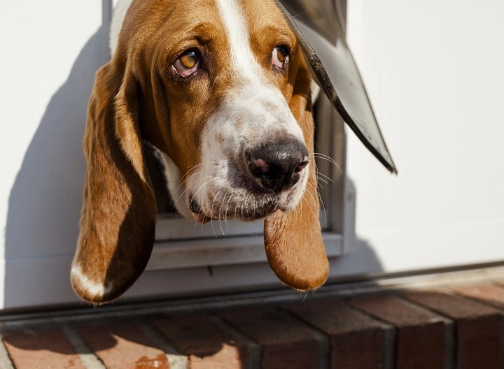 Hound dog looking out of a dog door