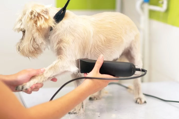 Dog getting groomed with clippers