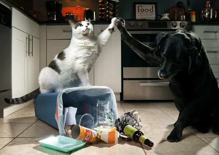 Funny cat and dog knocking over trash can