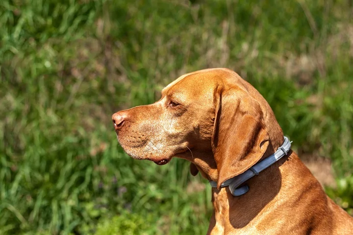 Hound dog wearing a flea collar