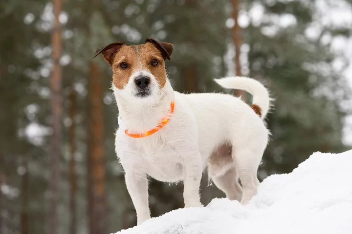 Dog wearing a light-up collar