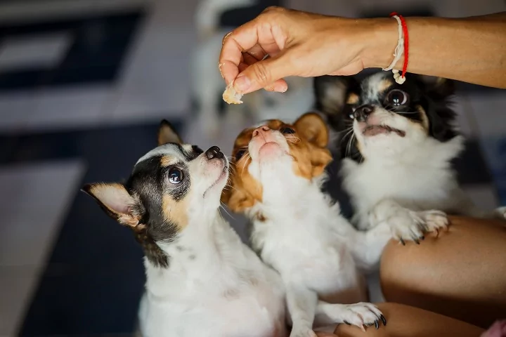 Chihuahuas being fed a treat by their owner