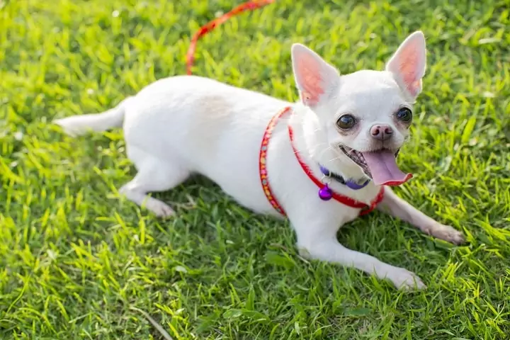 What Are The Different Types Of Chihuahua?