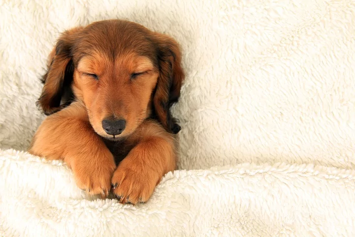 Cute puppy asleep on a dog bed