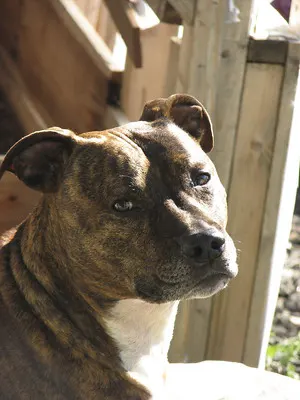 Brindle American Staffordshire Terrier