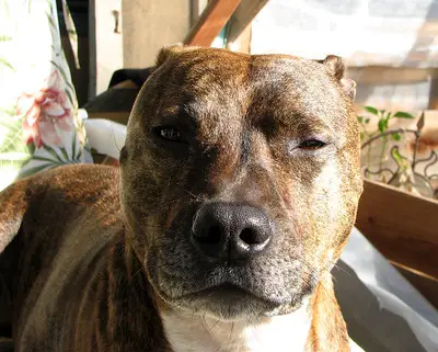 Brindle Amstaffs come in various patterns