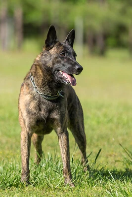 Brindle BM