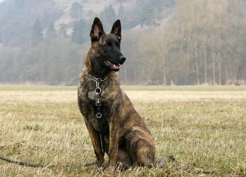 Belgian Malinois Brindle