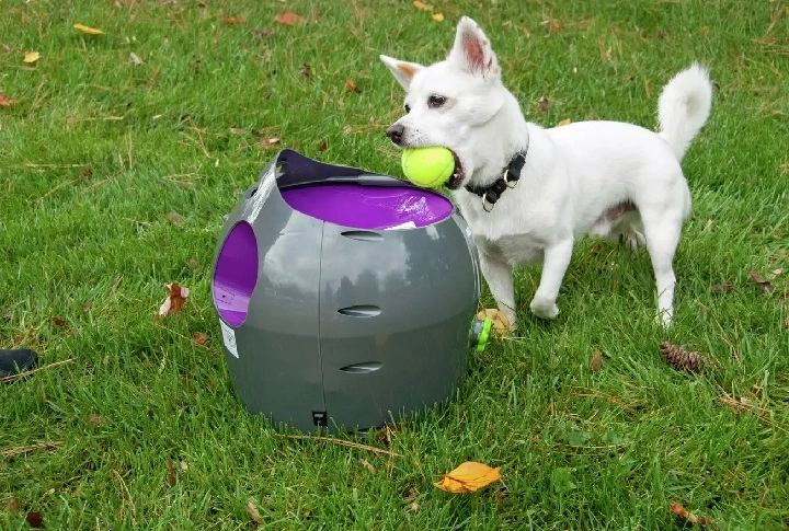 Cute dog putting ball into an automatic fetch machine