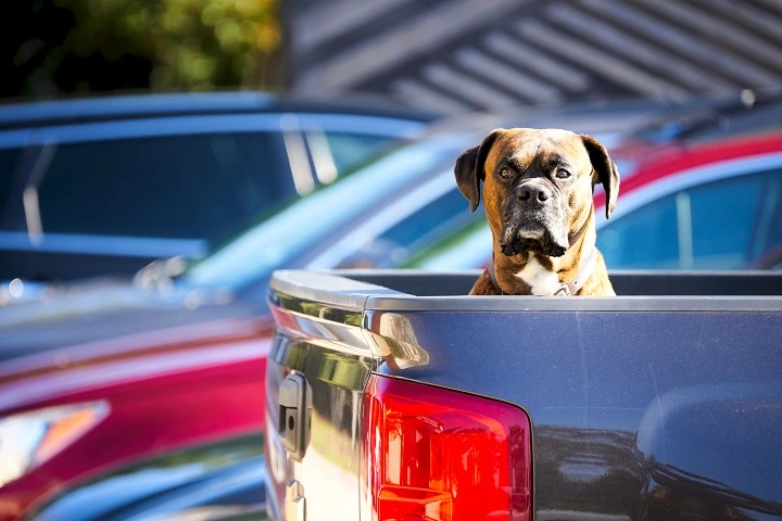 Dog sitting in a truck bed