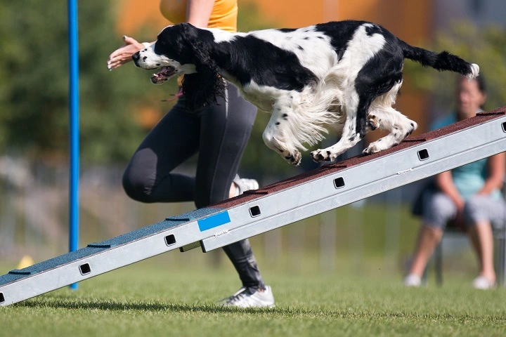 Dog on a ramp