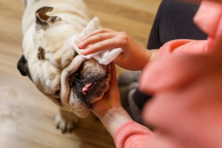 Owner cleaning their Bulldog's face with a wipe