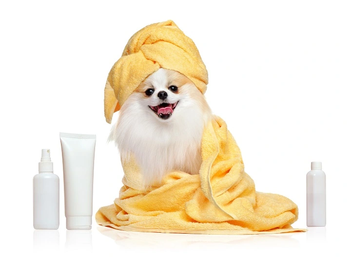 Cute dog in a towel next to shampoo