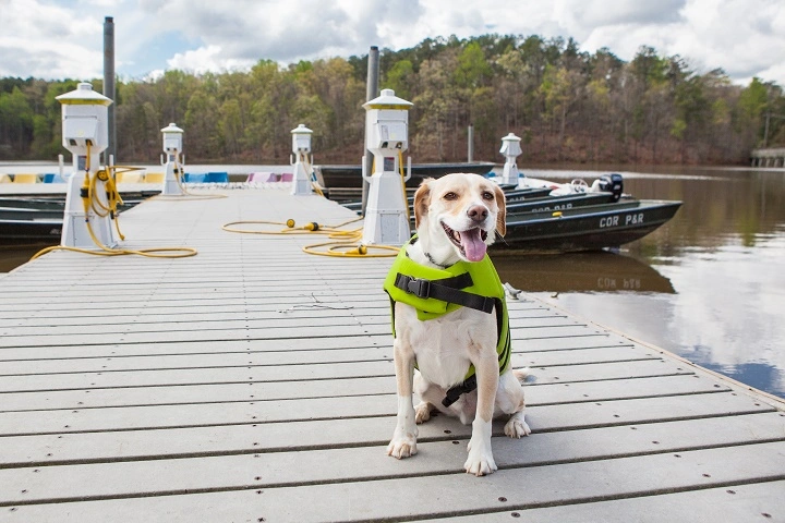 Dog in a life vest sitting on a dock