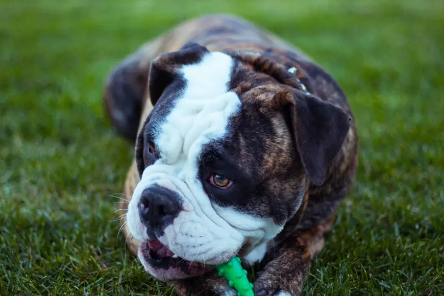 Brindle Bulldog playing with a toy in the yard