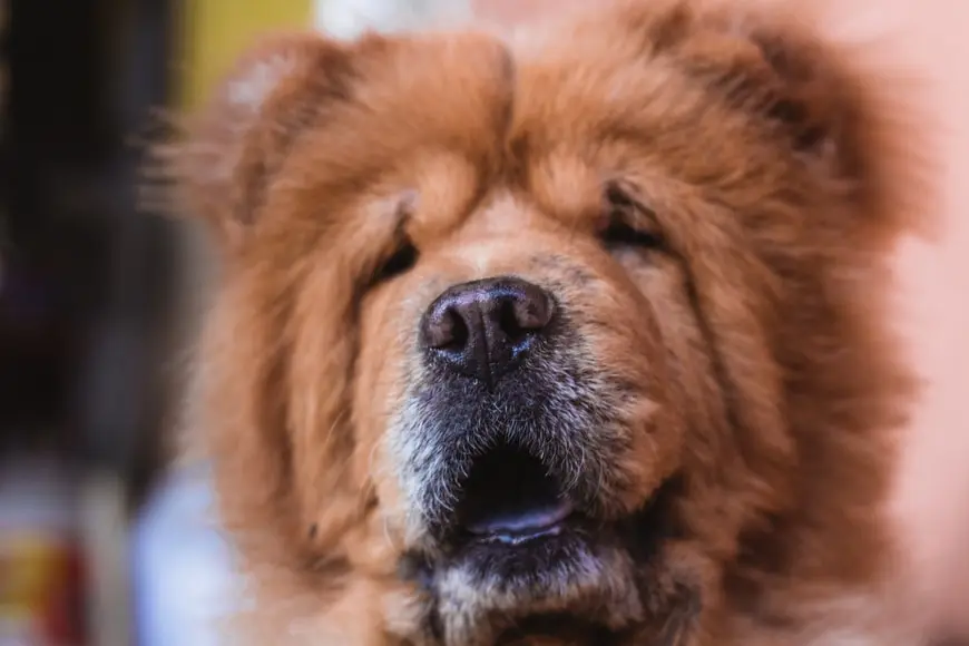Brindle Chow