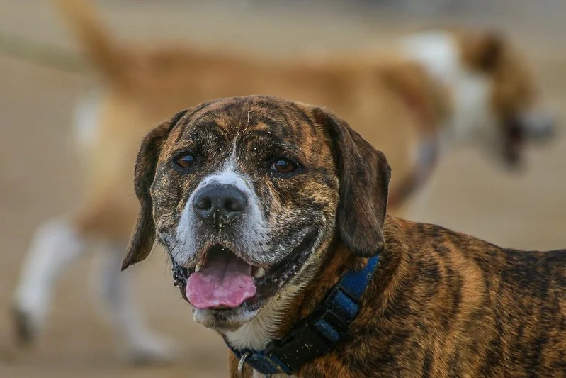 Brindle dog with a prominent pattern