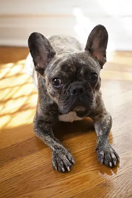 Brindle French Bulldog laying on the floor