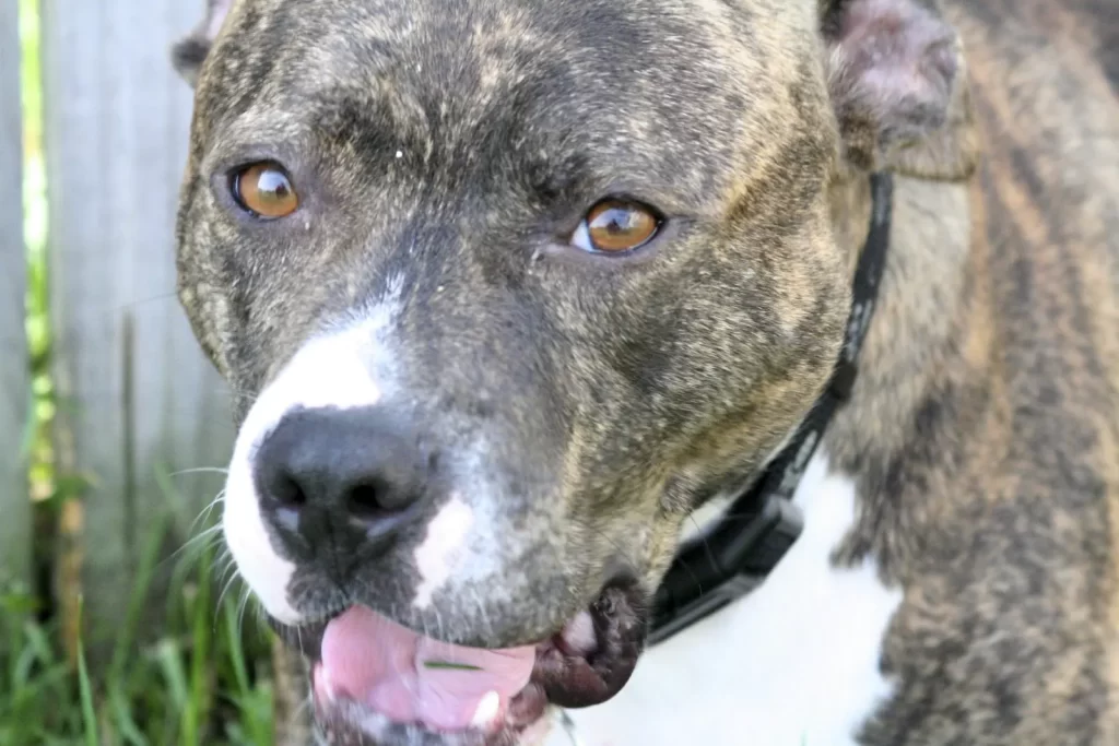 Brindle Staffordshire Terrier