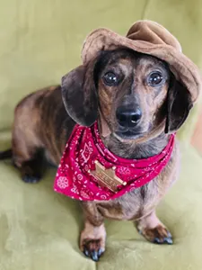 Brindle Dachshund in a cowboy costume