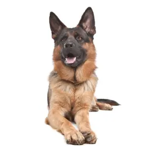 German Shepherd dog
