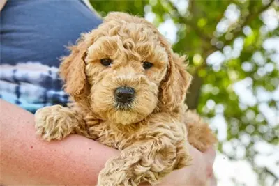 Goldendoodle puppy facing the camera