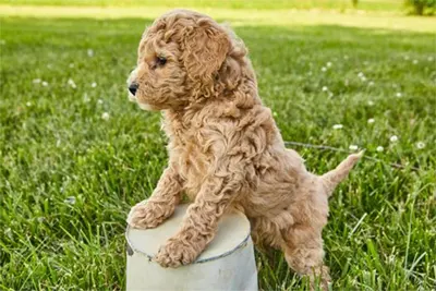 Goldendoodle puppy in the yard