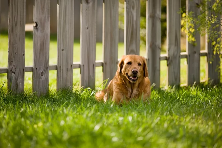 Dog laying next to fence on a sunny day