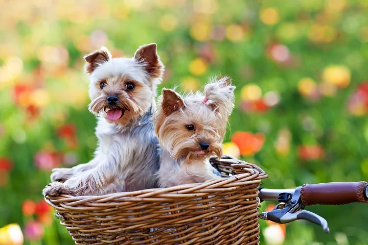 Two little dogs in a bike basket