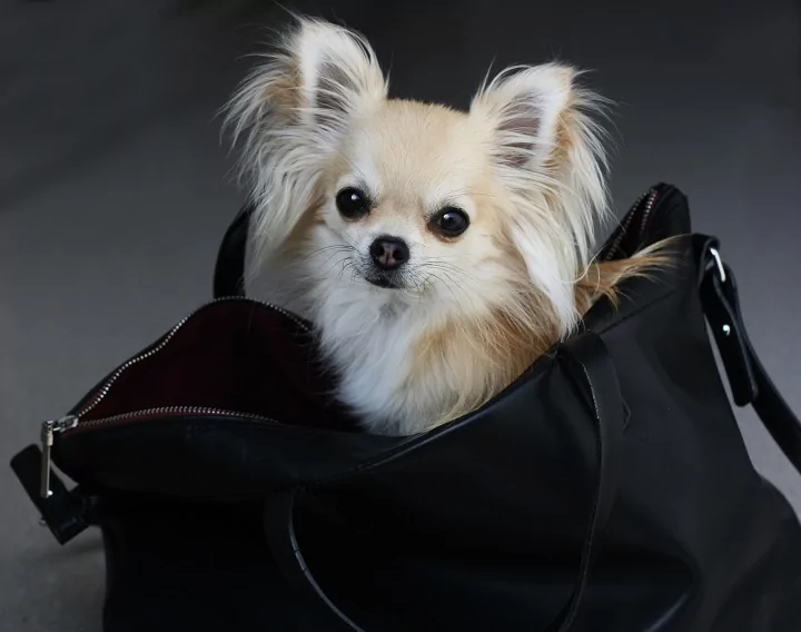 Long-haired chihuahua in carrier purse