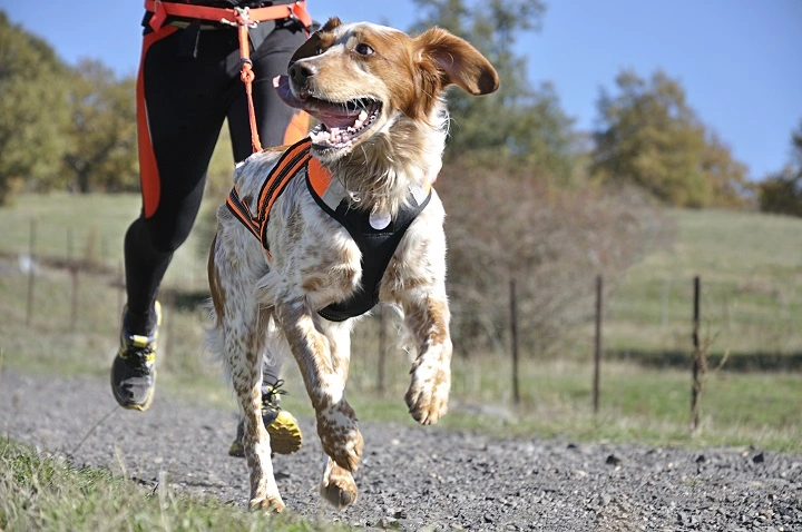 Dog with a harness running with owner