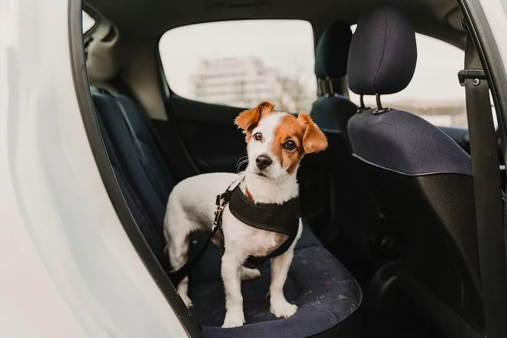 Jack Russel harnessed in a car