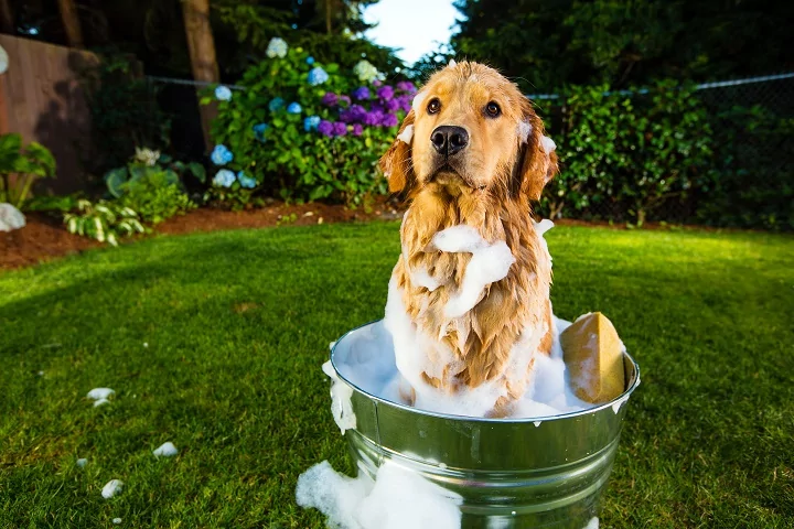 Cute dog being washed in a bath