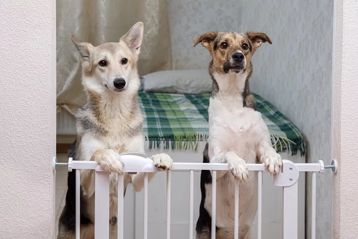 Two dogs behind an indoor dog gate