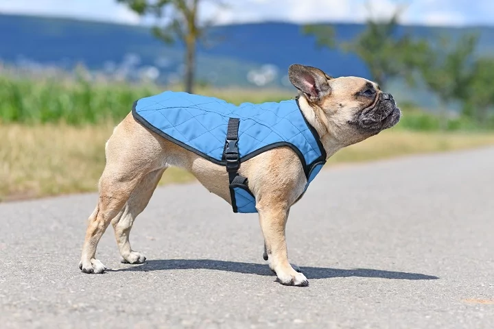 French Bulldog wearing a cooling vest outdoors