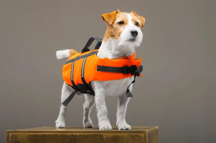 Dog wearing an orange life vest