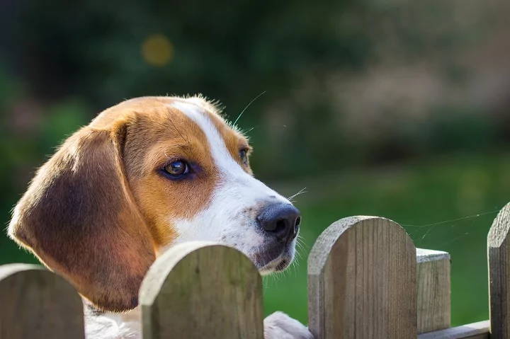 Dog peeking over the fence