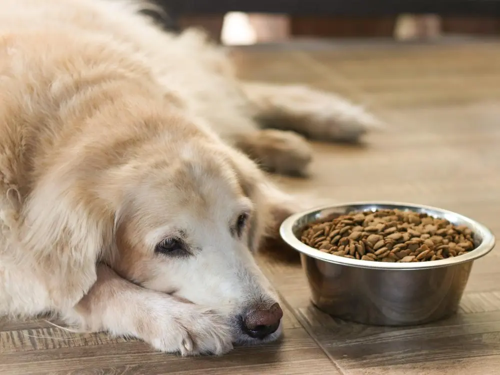 Dog laying next to a food bowl