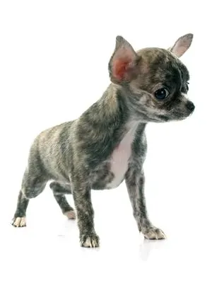 Brindle Chihuaha Puppy standing