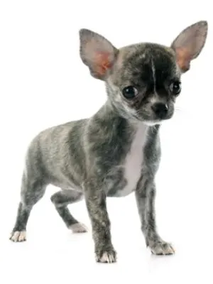 Brindle Chihuahua Puppy