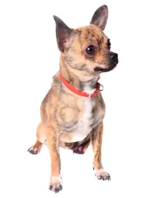 Brindle Chihuahua