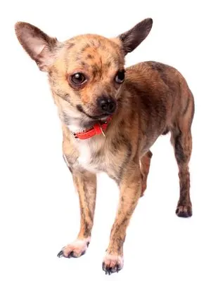 Brindle Chihuahua