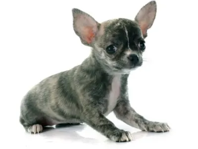 Brindle Chihuahua puppy