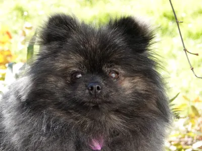 Brindle Pomeranian Closeup