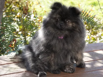 Brindle Pomeranian on a Porch