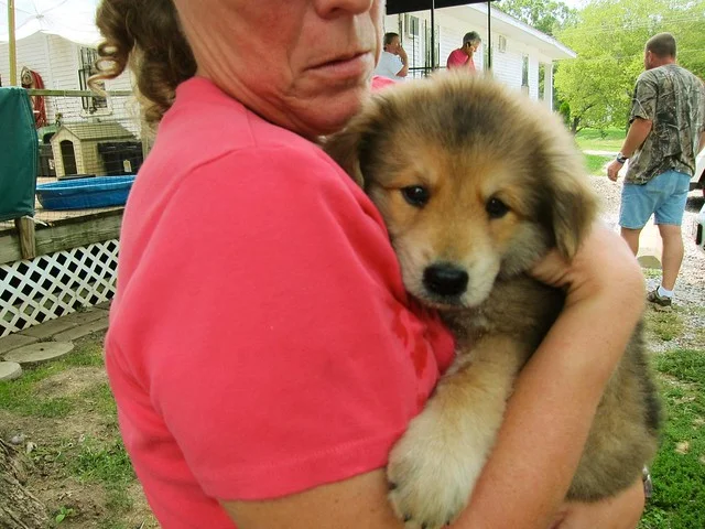 Chow Shepherd puppy
