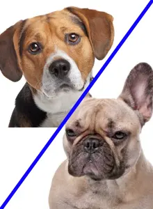 Beagle and French Bulldog mix
