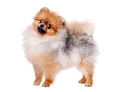 Pomeranian Sideview