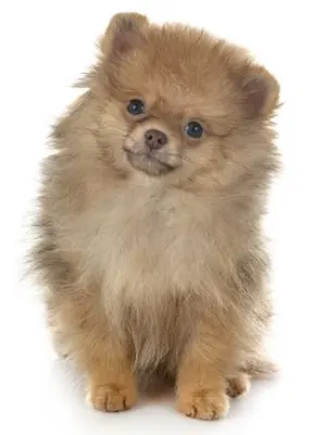 Adorable Pomeranian puppy