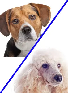 Beagle and Poodle mix